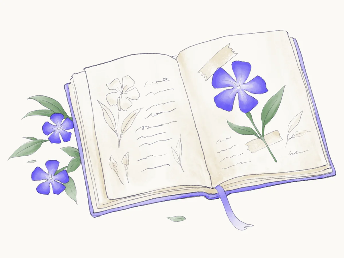 Sketch of an open garden journal with a pressed periwinkle taped to one page and pencil drawings and notes on the other, with periwinkle blooms beside it.