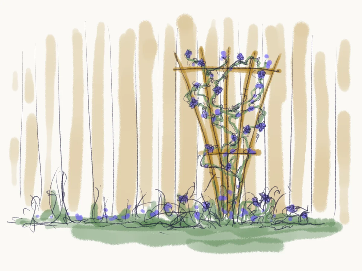 Sketch of periwinkle vines climbing a wooden trellis set against a fence.