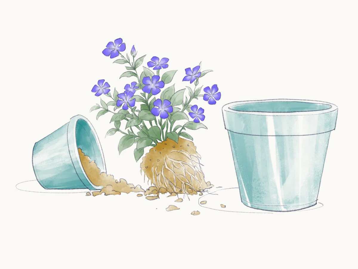 Sketch of a root-bound periwinkle lifted out of a small tipped-over teal pot, beside a larger empty teal pot.