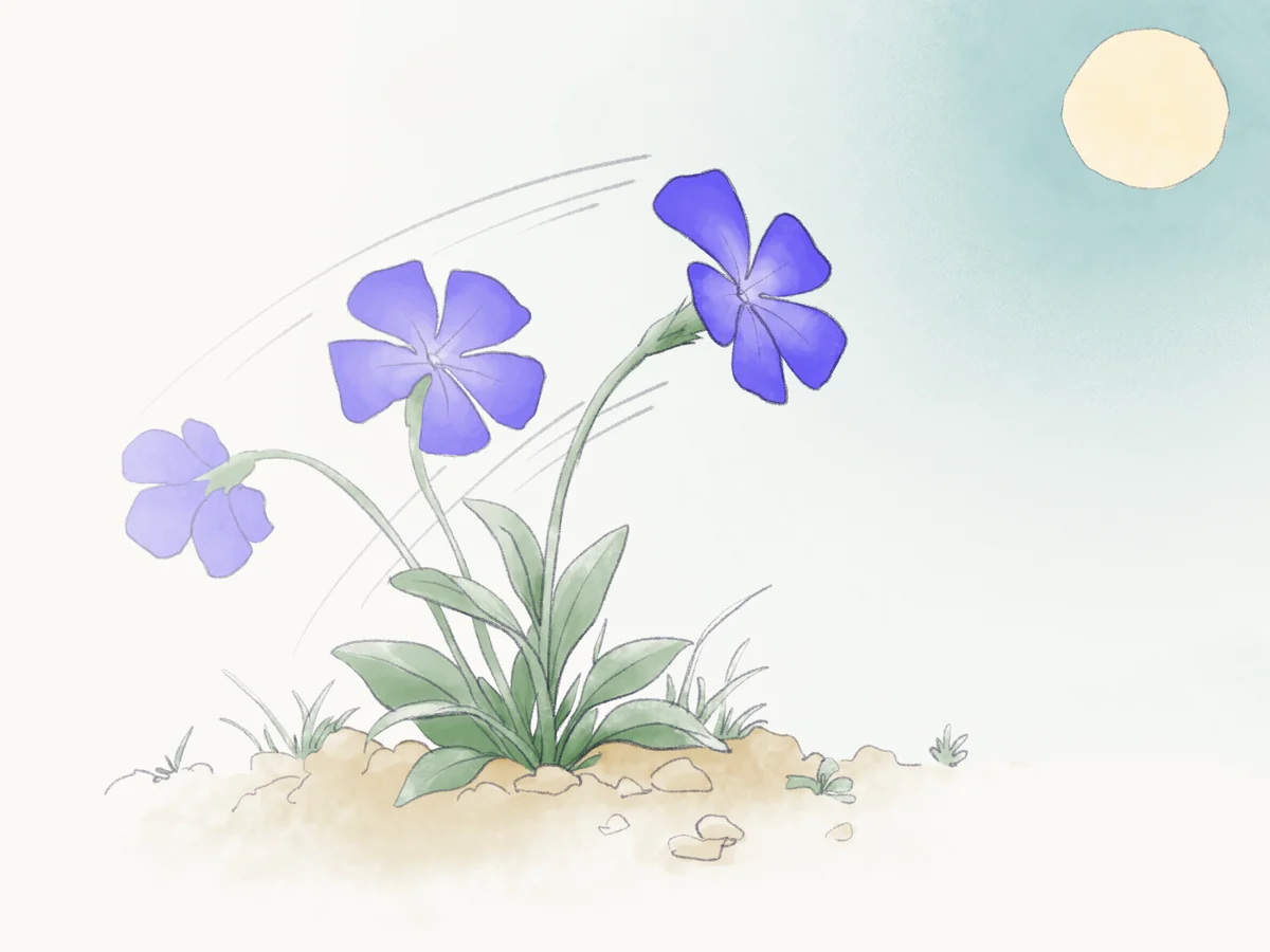 Sketch of periwinkle flowers swaying in the wind and turning toward the sun.