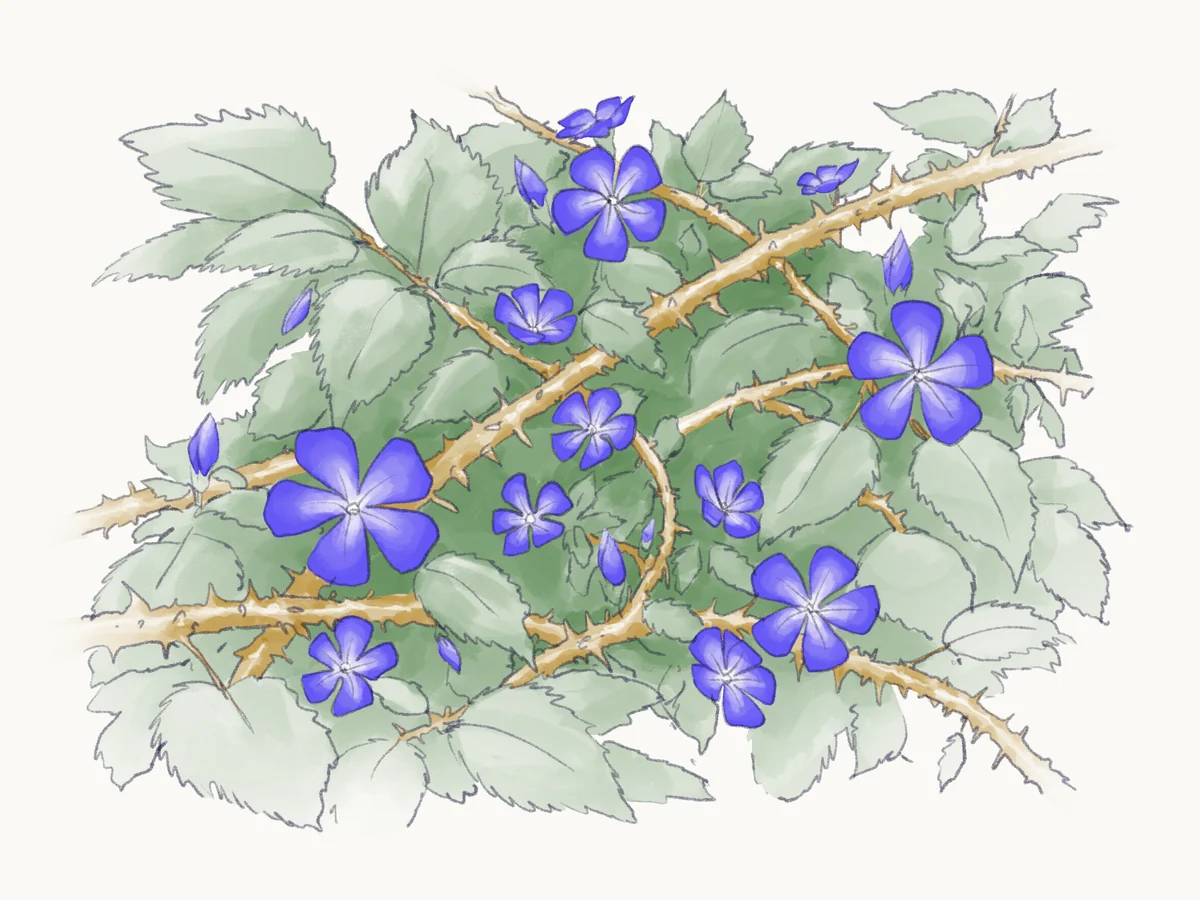 Sketch of periwinkle flowers blooming through a thorny blackberry bramble.