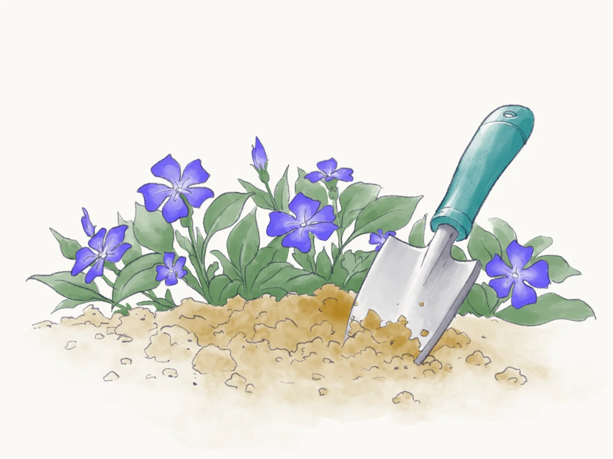 Watercolor of a teal-handled garden trowel digging into loose soil beside blooming periwinkle.