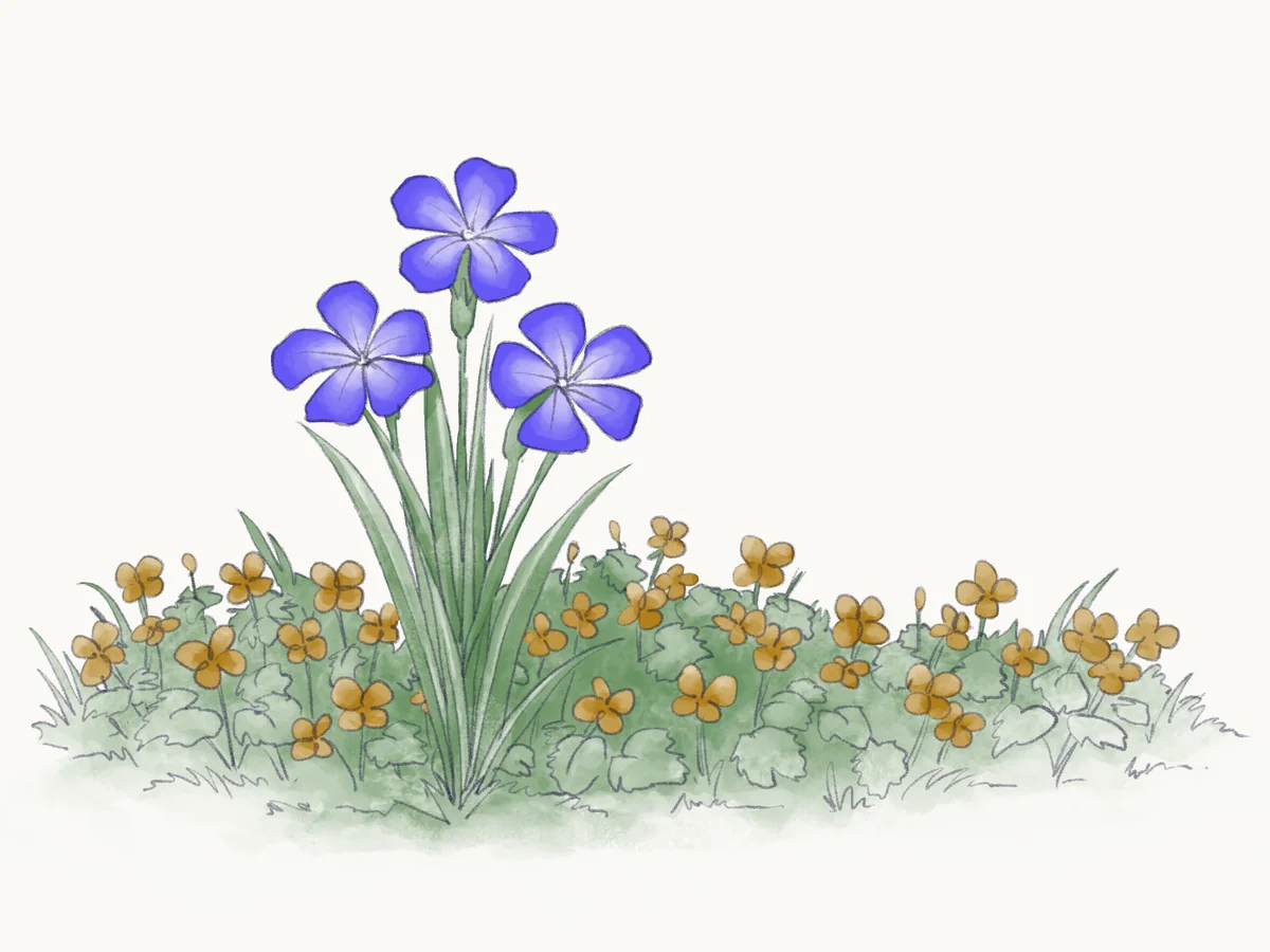 Sketch of a tall stem of three periwinkle blooms standing above a low bed of small yellow flowers.